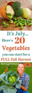 July Vegetable Gardening