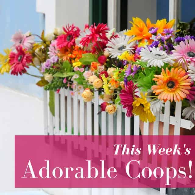 5 Fall Coops You’ll Love