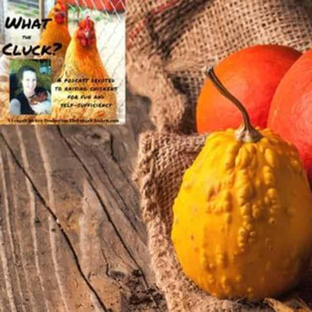 Fall In Love With Feeding Pumpkins To Your Chickens + Fall Coop Spray Recipe! [Podcast]