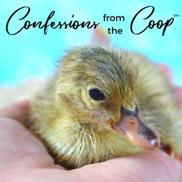 Confessions From The Coop (TM): Ducklings!