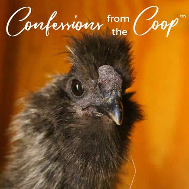 Confessions from the Coop: Who’s Laying??