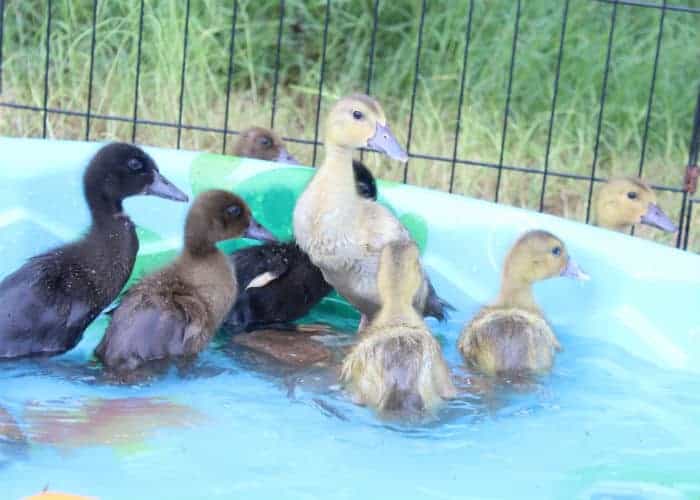 ducklings try swimming for the first time