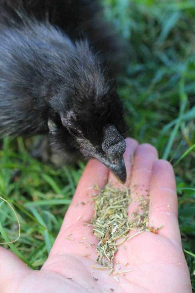 What to do in your backyard chicken coop in August