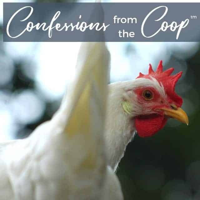 Our YouTube Channel Is Launching!: Confessions From The Coop (TM)