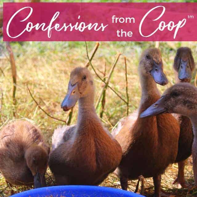 Those Sneaky Chicks! Confessions From The Coop (TM)
