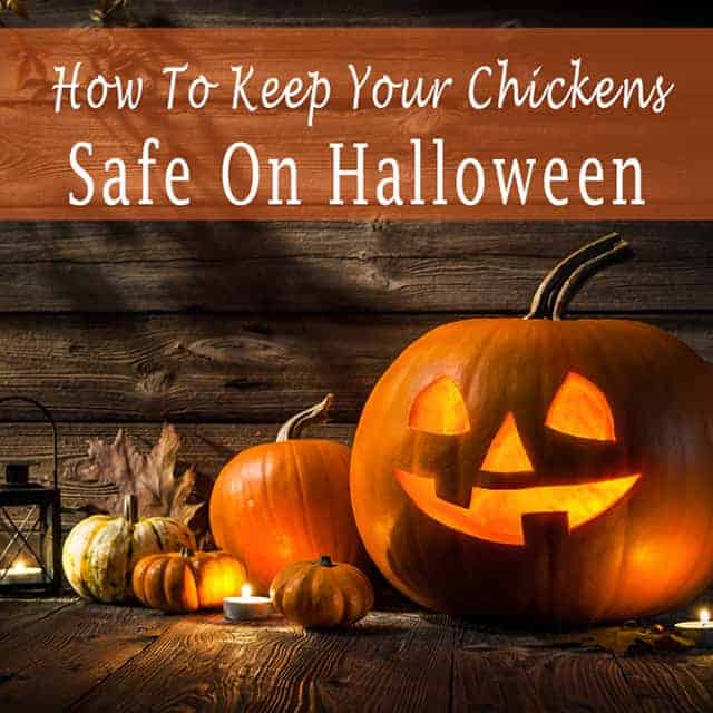 How To Keep Your Chickens Safe On Halloween