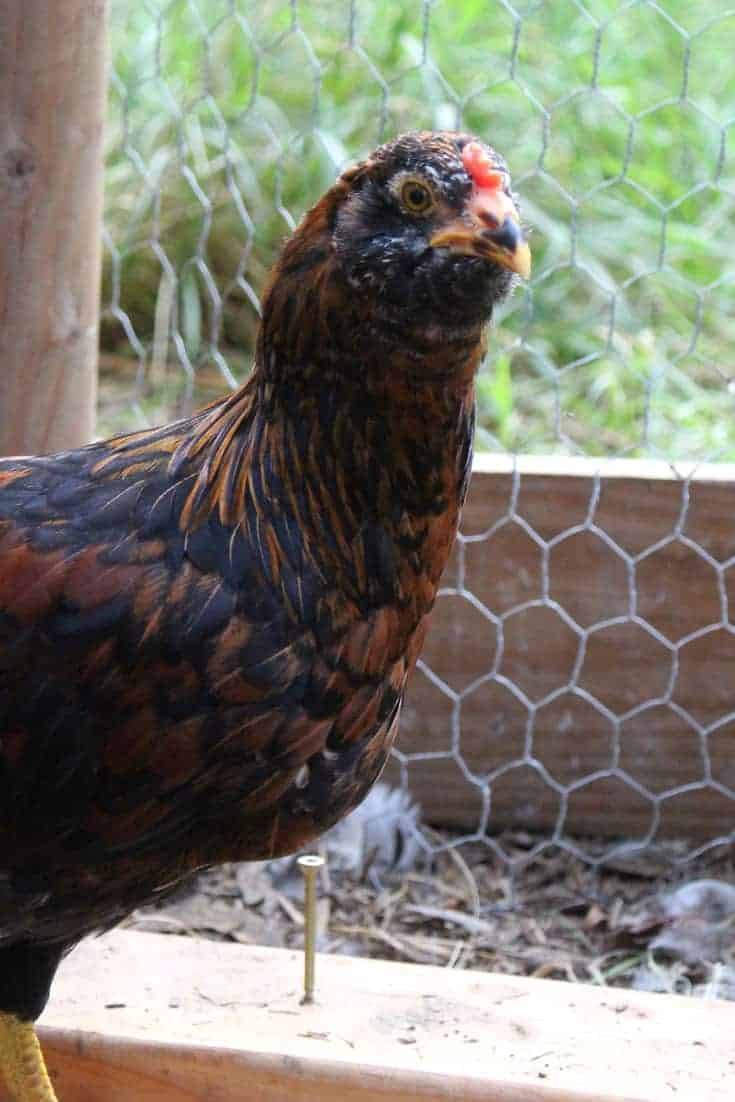 backyard chicken | Pampered Chicken Mama: Raising Backyard ...