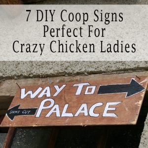 Amazoncom Chicken Coop Signs Rise And Shine Mother Cluckers
