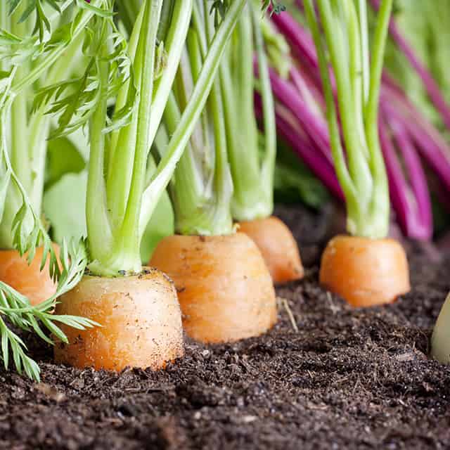 carrots planting