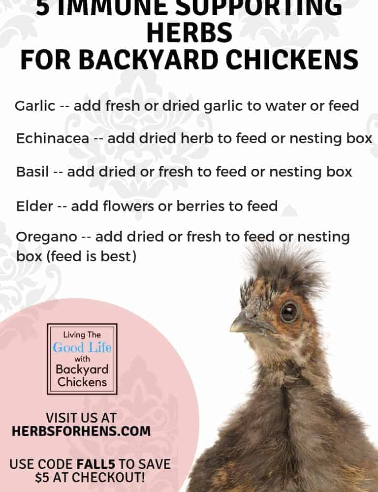 5 Immune Supporting Herbs For Backyard Chickens Pampered Chicken Mama