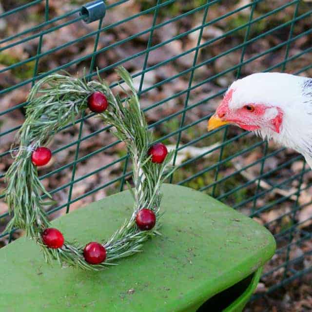 Easy & Adorable DIY Holiday Herb & Berry Coop Wreath!