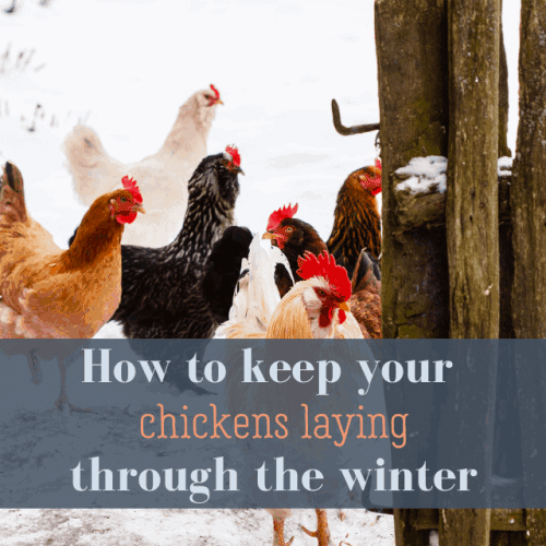 Keep Your Chicken’s Water From Freezing (Without Electricity)