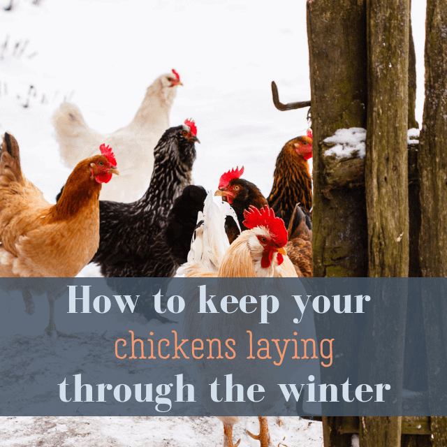 How To Keep Your Chickens Laying Through The Winter