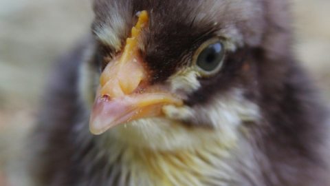 baby chick