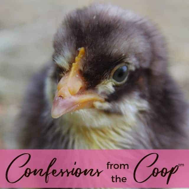 Fall Has Arrived! Confessions from the Coop (TM)