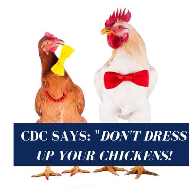 The CDC Says Don’t Dress Up Your Chickens. To Celebrate, Here’s 20 Chickens In Costumes!