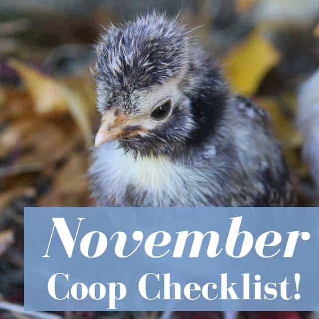 What To Do In Your Coop In November