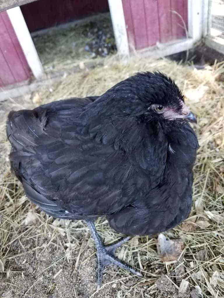 pendulous crop backyard chickens