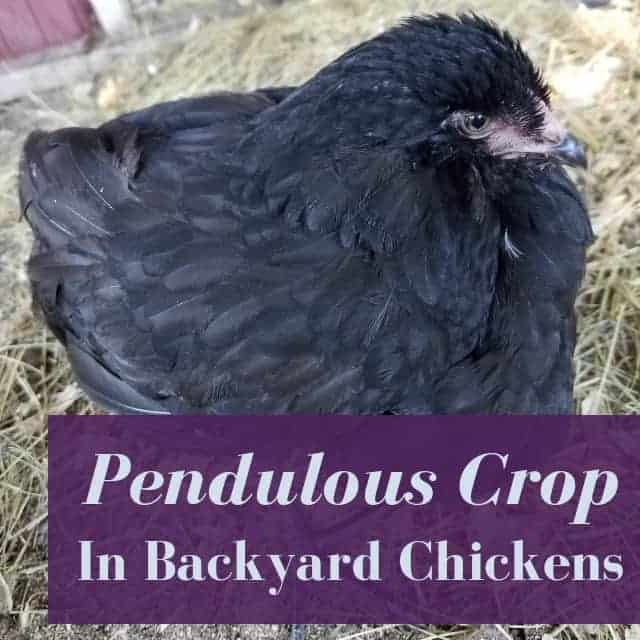 Stop Pendulous Crop In Backyard Chickens In Its Tracks!