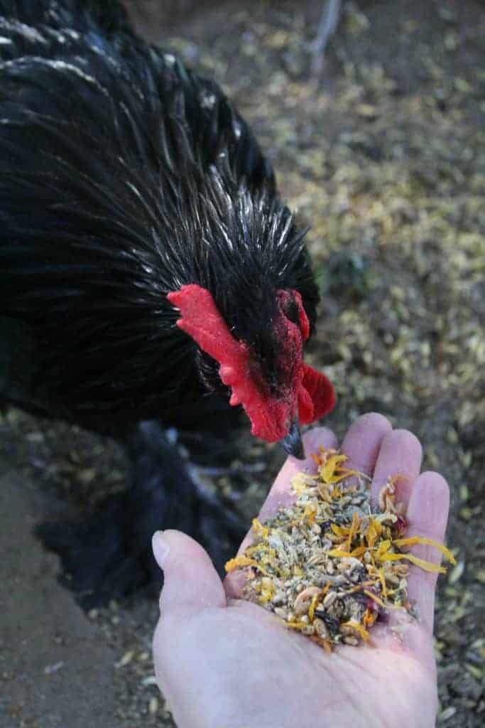 herbs for backyard chickens