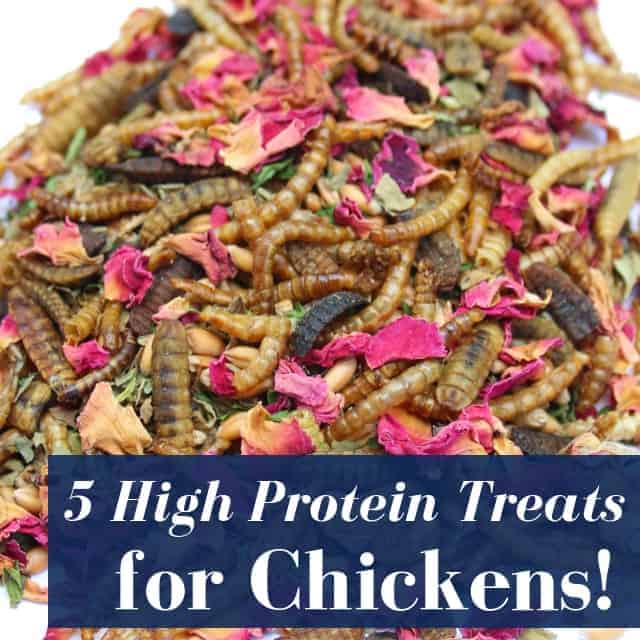 5 High Protein Treats For Backyard Chickens
