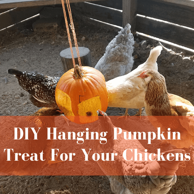 Try This DIY Hanging Pumpkin Treat For Your Chickens