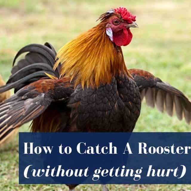 How to Catch a Rooster with Your Hands