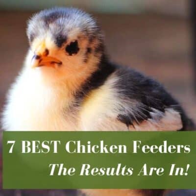 What To Feed Your Chickens For Better Tasting Eggs