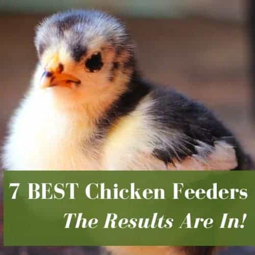 What to feed your chickens for better tasting eggs