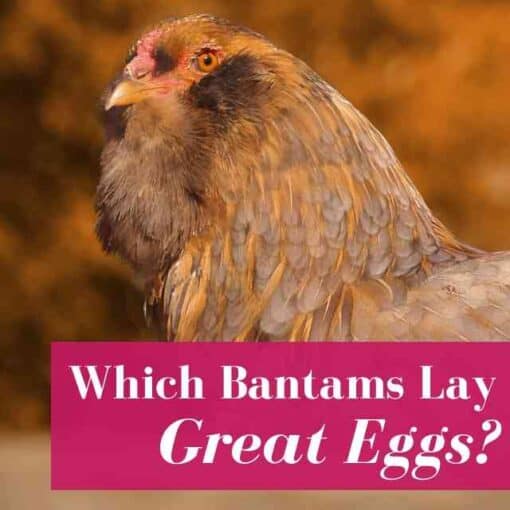 Do Eggs Go Bad? How Long Do Eggs Last? Can Eggs Go Bad? Here's Answers!