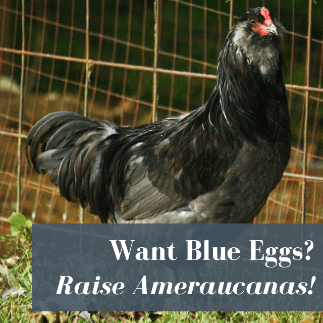 Ameraucana Egg Color Chart