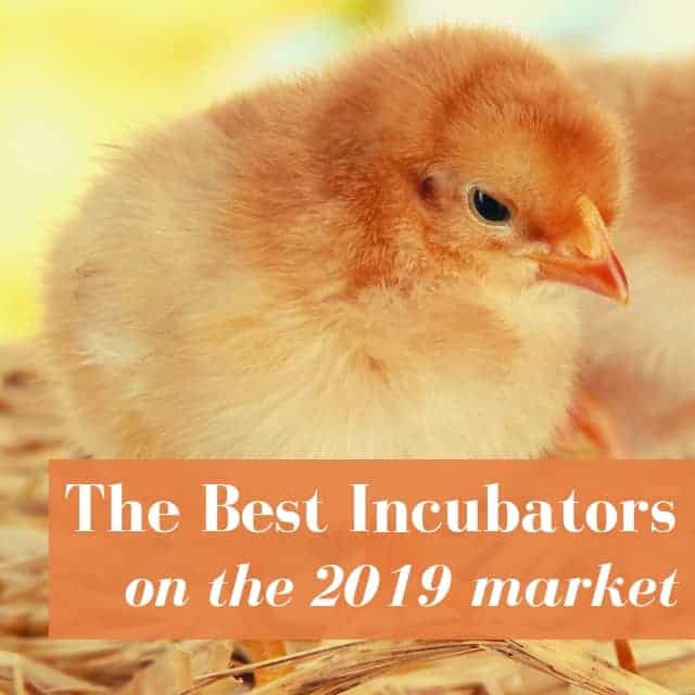 Best Incubator: Reviews & Buyer’s Guide