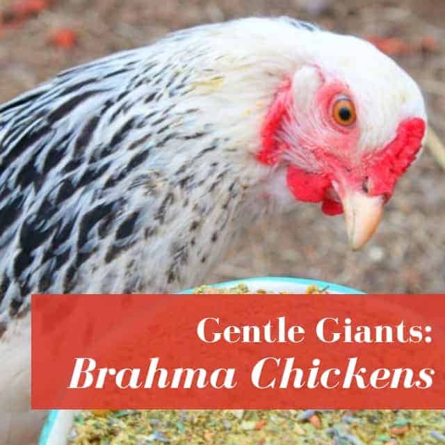 Brahma Chickens: Gentle Giants • Urban Overalls