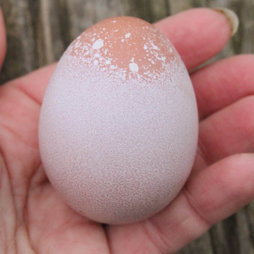 brahma chicken egg