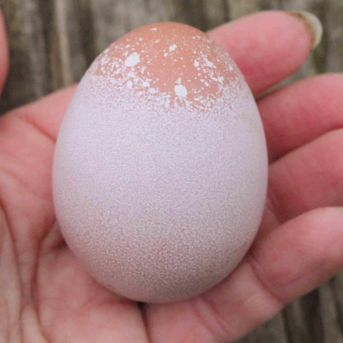 brahma egg Pampered Chicken Mama Raising Backyard Chickens