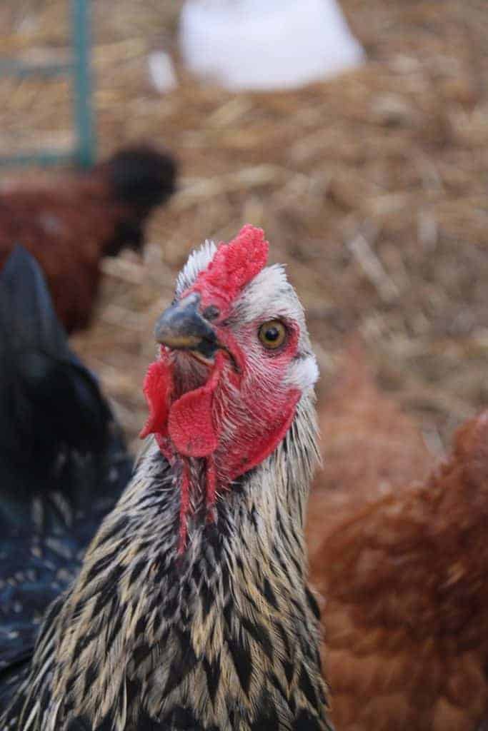 Brahma Chickens What To Know Before You Buy Pampered Chicken Mama