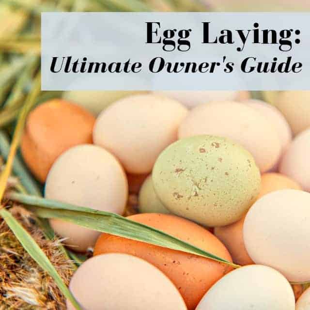 How Often Do Chickens Lay Eggs? Ultimate Guide To Laying