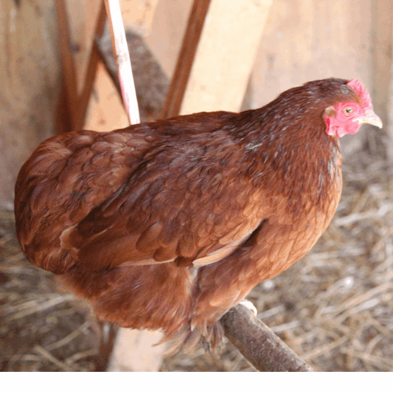 Cochin Chicken Color Chart