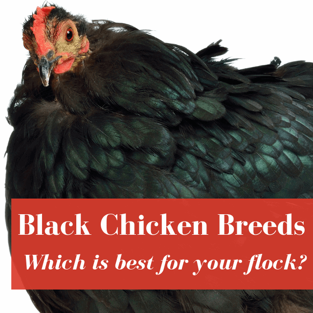 Black Chicken Breeds: Ultimate List