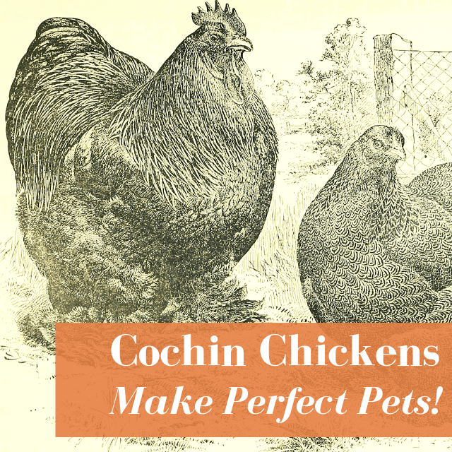 Cochin Chickens: Eggs, Colors, Personalities & More!