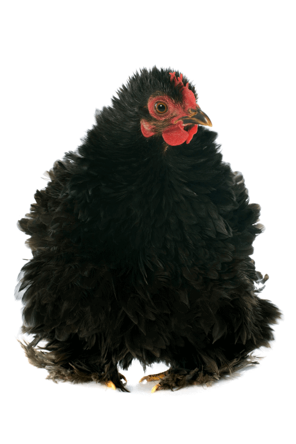 black frizzle cochin chicken