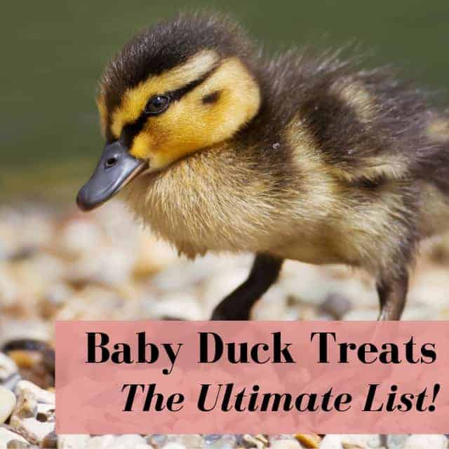 What Do Baby Ducks Eat Ultimate List Of Treats Feed Fruits Vegetables