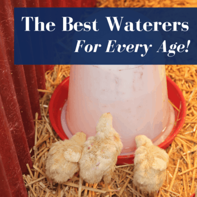 6 Ways To Sex Baby Chicks
