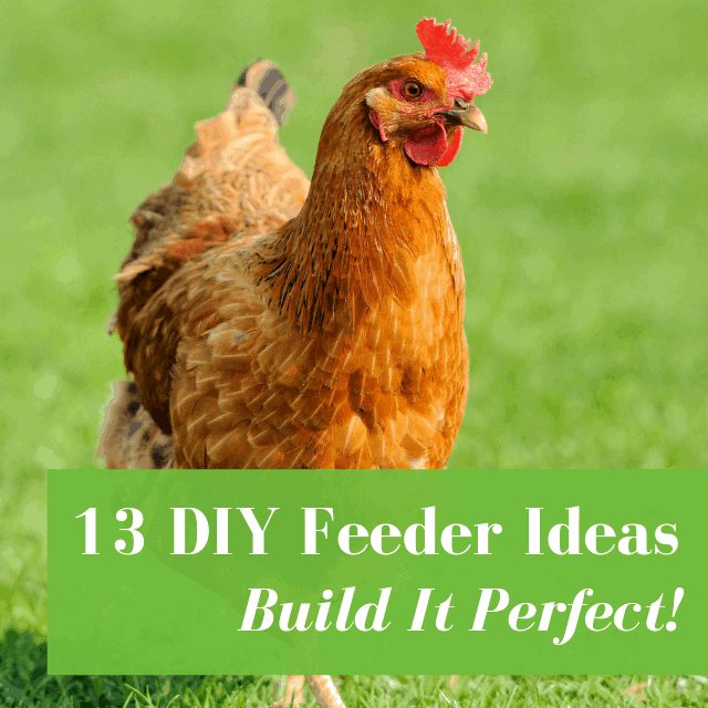 13 Chicken Feeder Ideas No Waste Pvc More Pampered Chicken