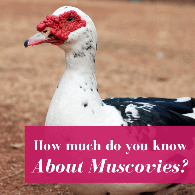 Do Muscovy Ducks Make Great Pets?