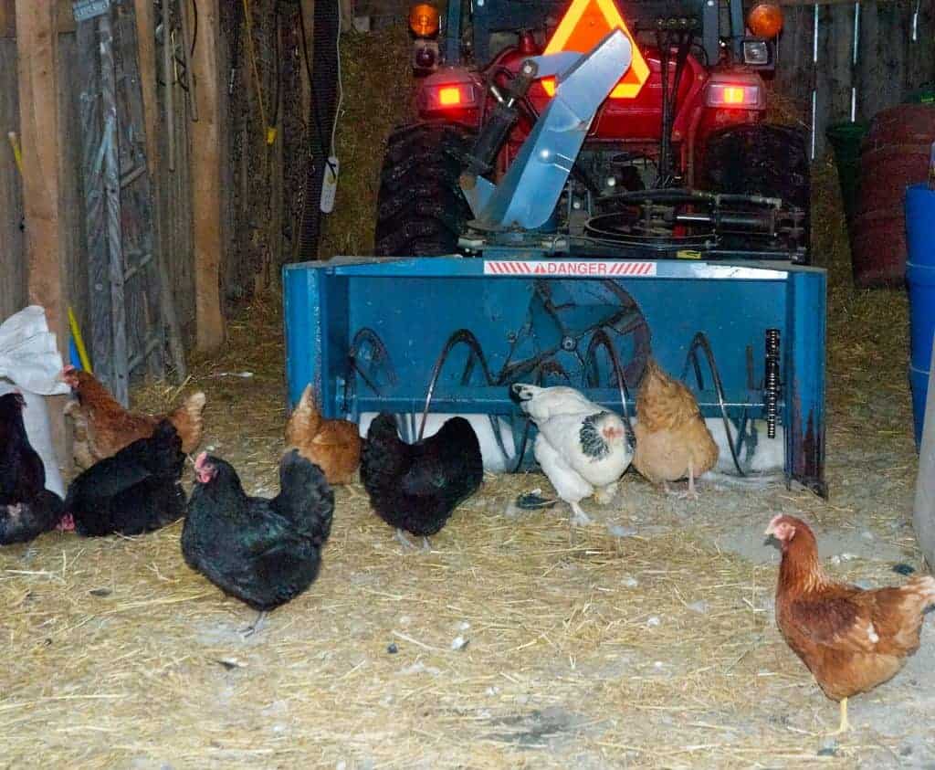 tractor with chickens