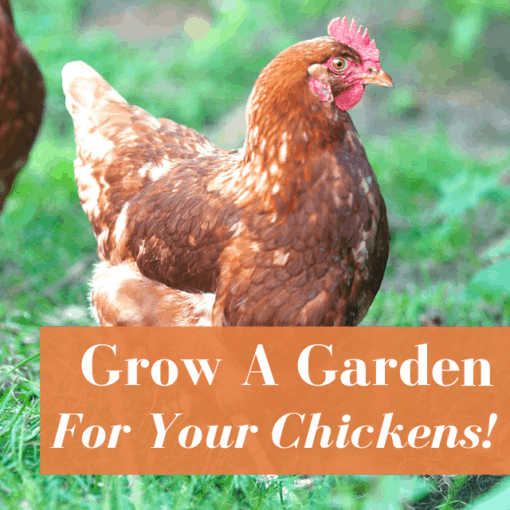 What to feed your chickens for better tasting eggs