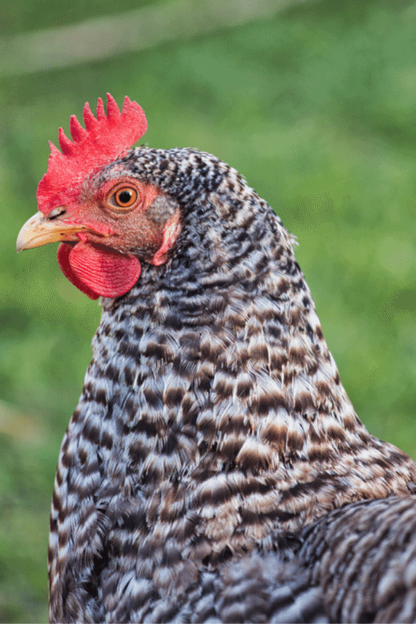 barred rock chicken hen with stripes