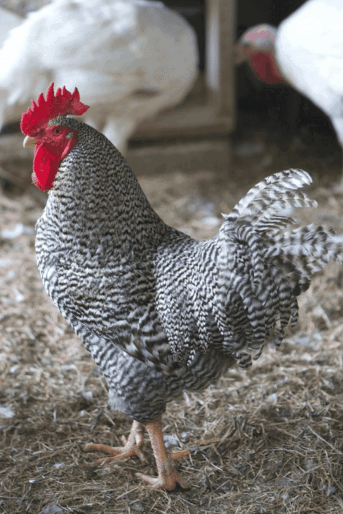 barred rock chicken rooster