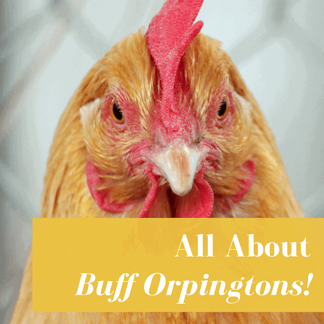 Buff Orpington Chickens: Buyer’s Guide